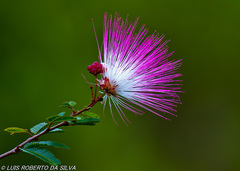 Calliandra selloi