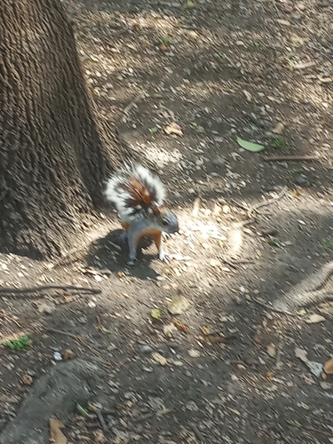 Ardilla vientre rojo observed by alejandra80296