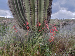 Penstemon subulatus