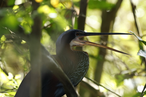 Agami Heron (Agamia agami), photo 6