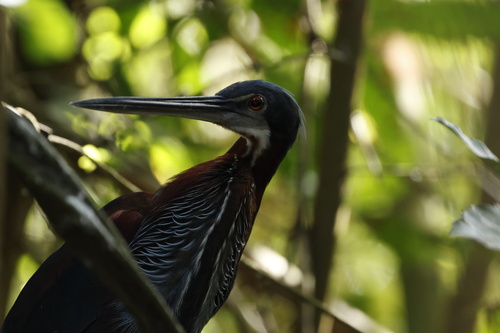 Agami Heron (Agamia agami), photo 7