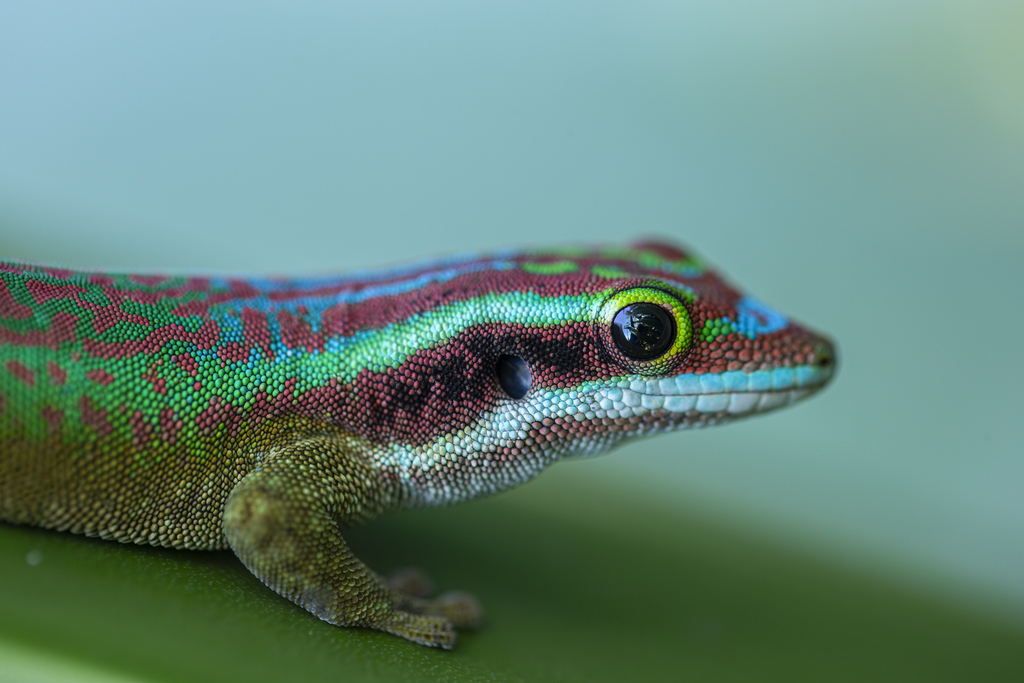 Manapany Day Gecko