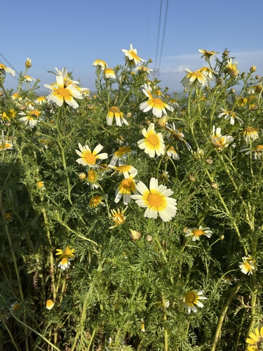 Garland Daisy