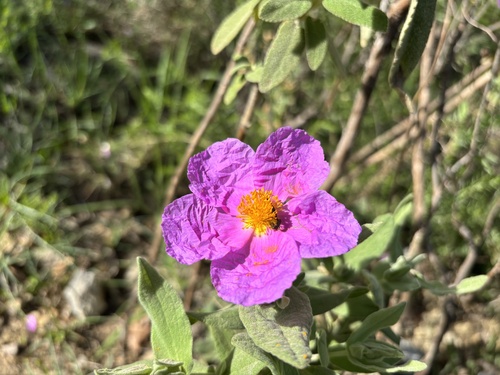 Avistamiento Cistus albidus