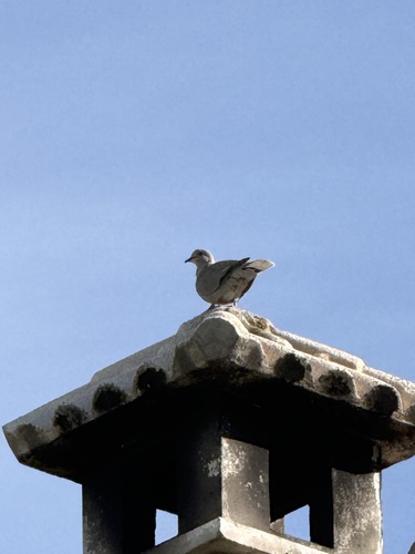 Avistamiento Streptopelia decaocto
