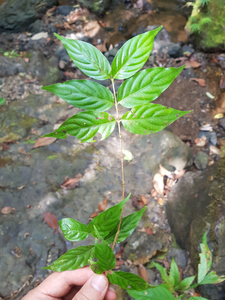 Gonzalagunia osaensis