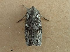 Lithophane pertorrida