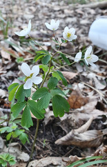 Isopyrum thalictroides