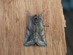 Pleromelloida bonuscula