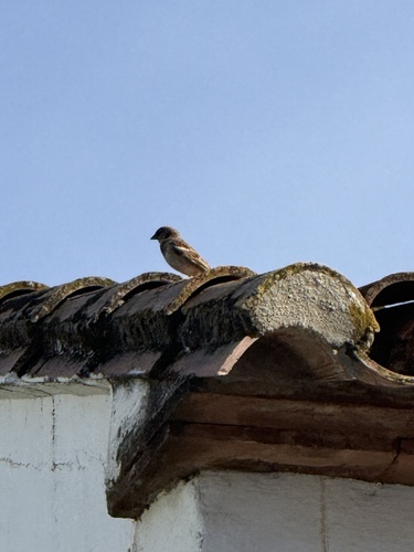 Avistamiento Gorrión Común