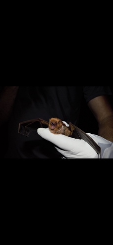 Eastern Red Bat observed by meganzerger