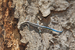 Holaspis laevis