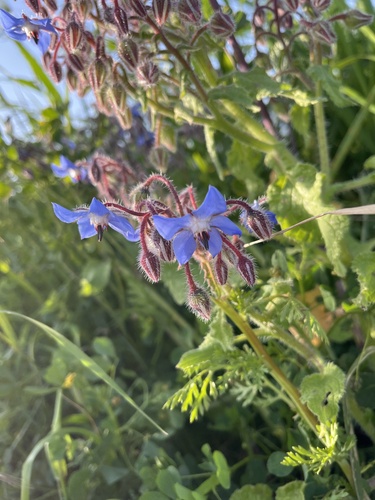 Borage