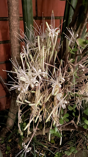 Sansevieria stuckyi iNat (2)