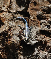 Holaspis laevis