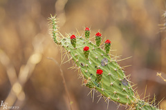 Tacinga palmadora