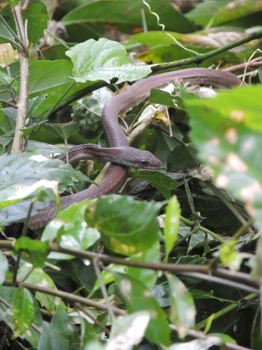 Salmon-bellied Racer