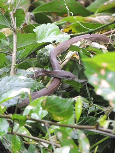 Salmon-bellied Racer