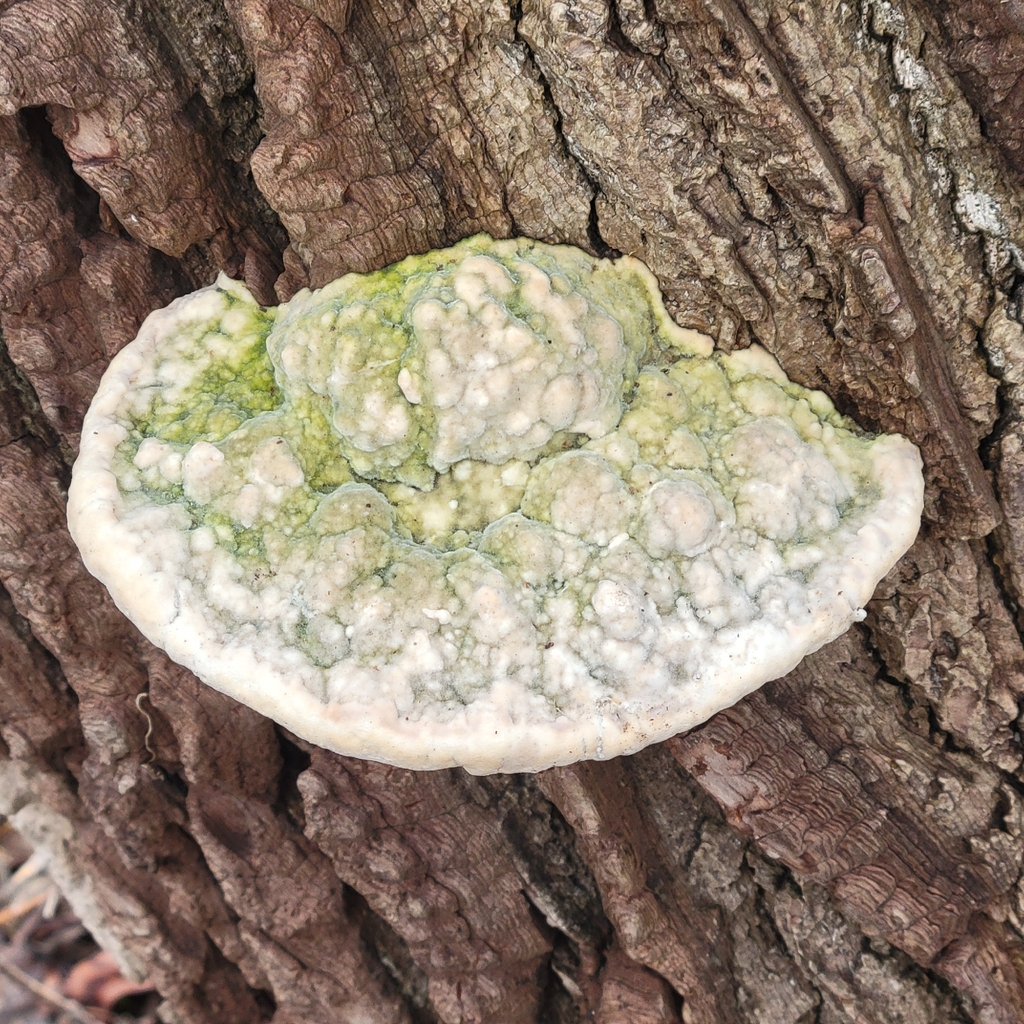 Trametes gibbosa · April 2026 · photo: © mpelikan (iNaturalist, cc-by)