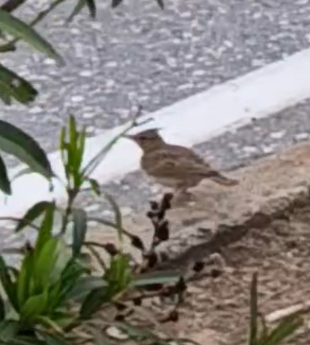 Crested Lark