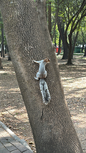 Ardilla vientre rojo observed by nicolepillado
