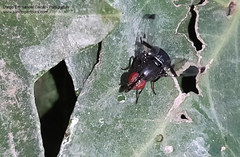 Acrostictella parallela