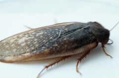 Homoeogamia mexicana