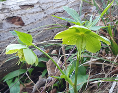 Helleborus odorus