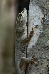 Round Island Day Gecko photo 1