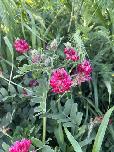 French Honeysuckle