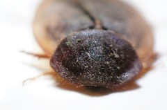 Homoeogamia mexicana