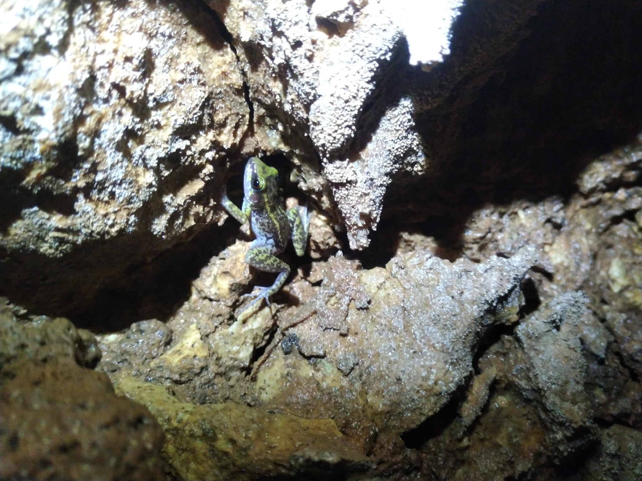Baoruco Hammer Frog photo 6