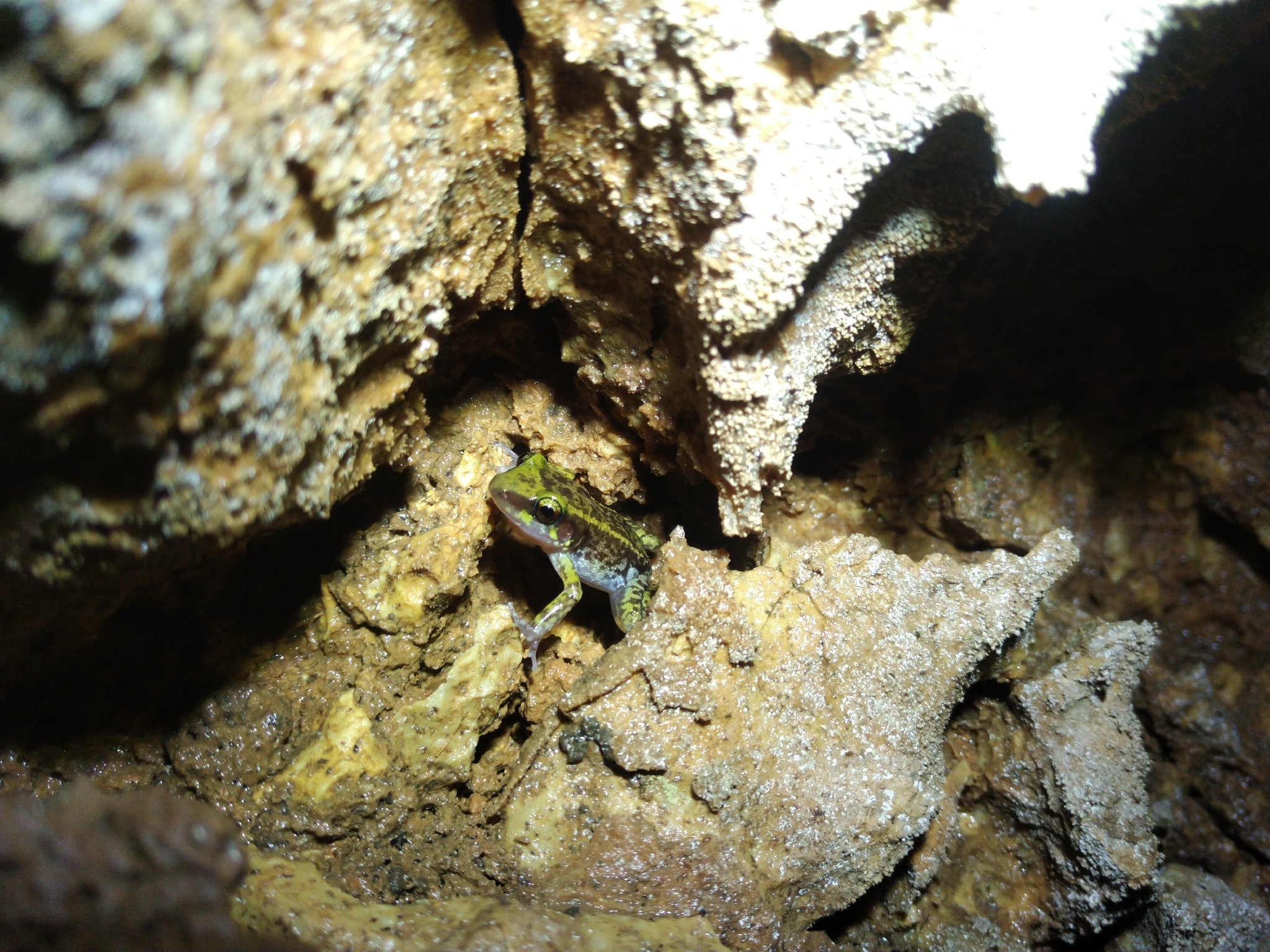 Baoruco Hammer Frog photo 7