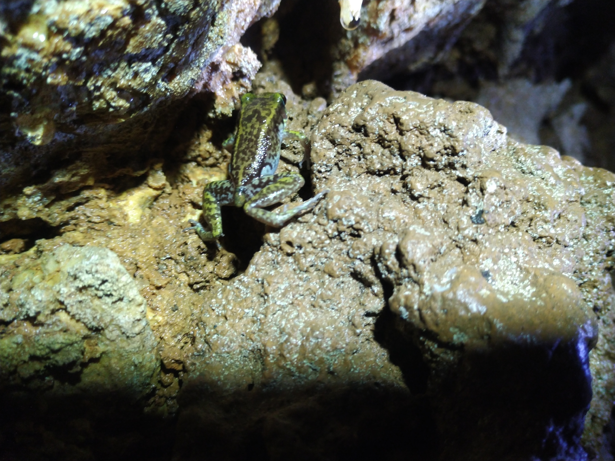 Baoruco Hammer Frog photo 8