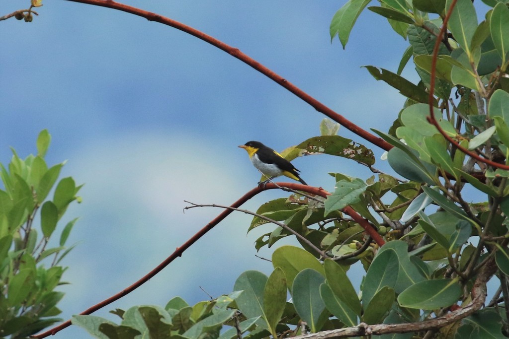 Yellow-backed Tanager