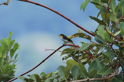 Yellow-backed Tanager