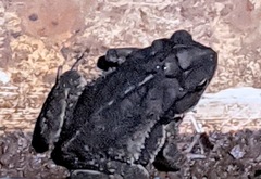 Incilius melanochlorus