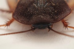 Homoeogamia mexicana