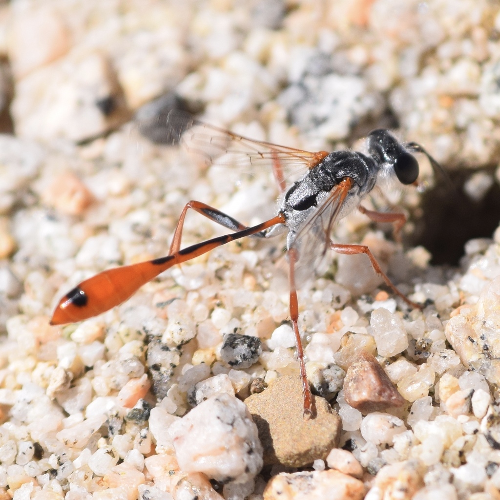 Ammophila coachella