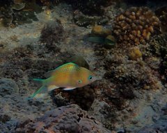 Chromis atripectoralis