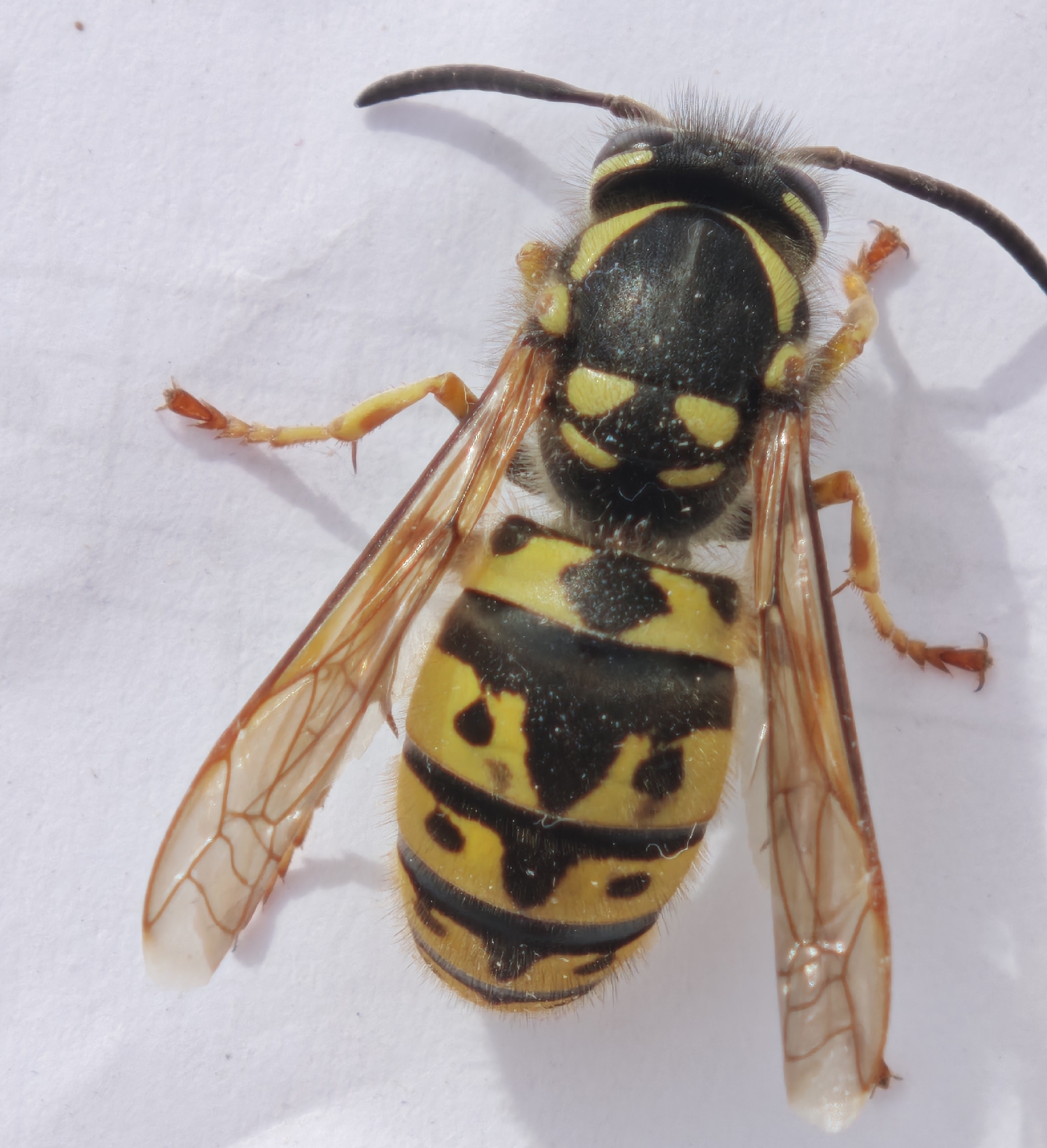 Chaqueta Amarilla