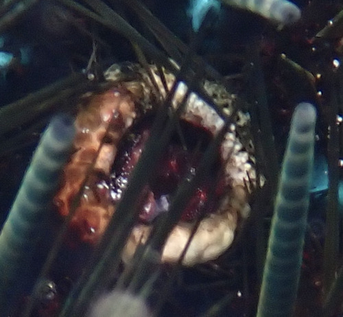 Echinoecus pentagonus observed 2026-02-14
