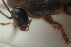 Homoeogamia mexicana