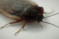 Homoeogamia mexicana