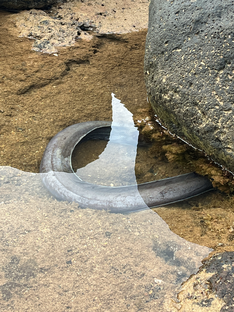 Grijze zeepaling (Conger cinereus) — Congridae