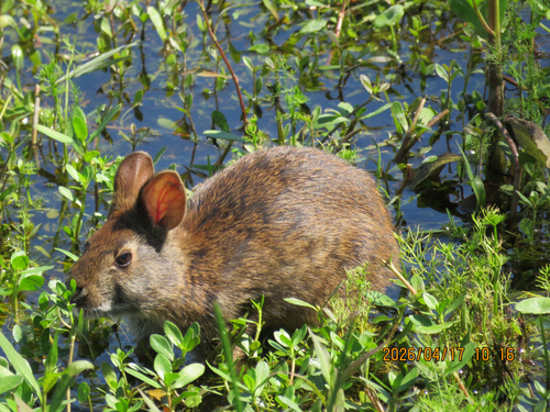 Marsh Rabbit observed by bill_knapp