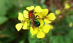 Augochloropsis tupacamaru