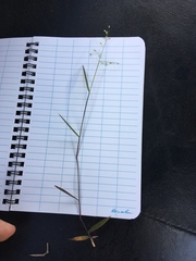 Dichanthelium patentifolium