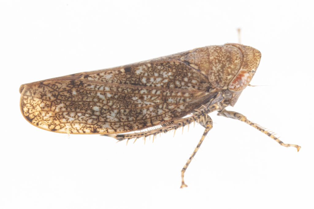 Paraphlepsius luxuria