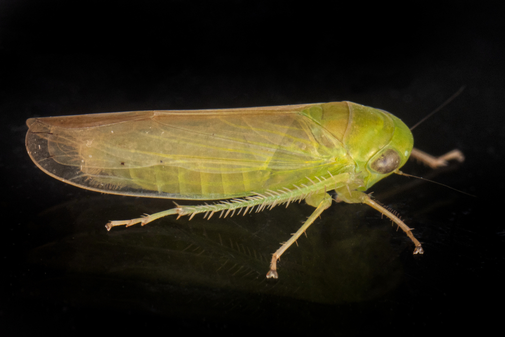 Chlorotettix limosus